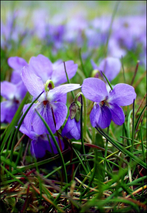 Wiesenveilchen