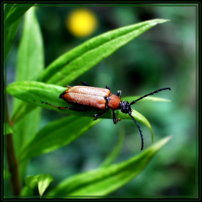Feuerkfer