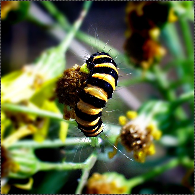 Raupe des Karminbrchens