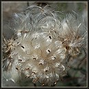 Distel-Pappus