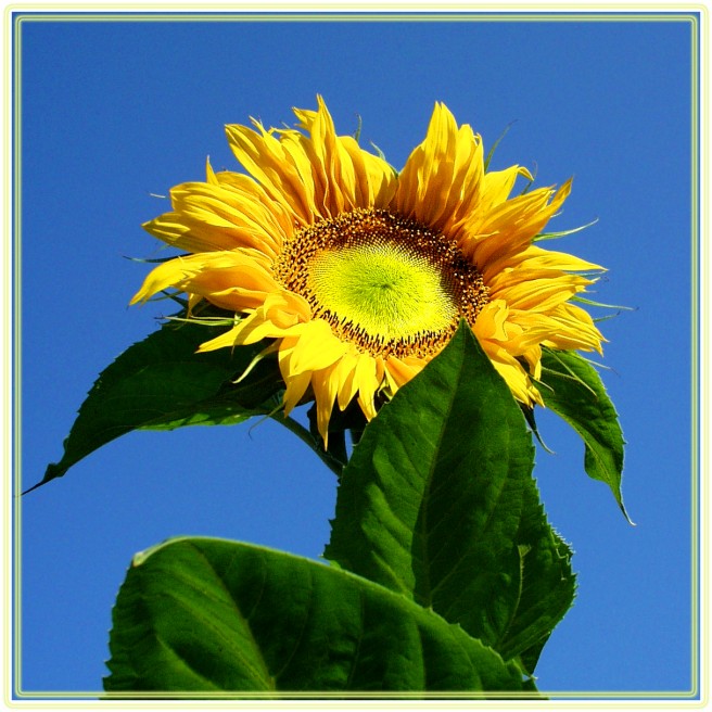 Sonnenblume