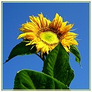 Sonnenblume