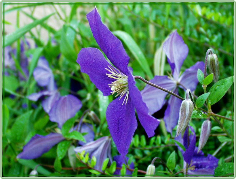 Clematis