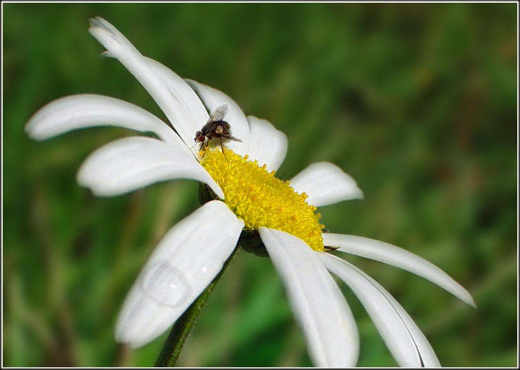 Der Besucher