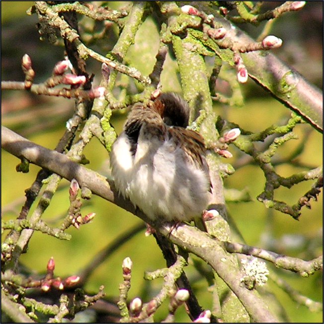 Frhling im Apfelbaum