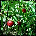 Wald-Erdbeeren