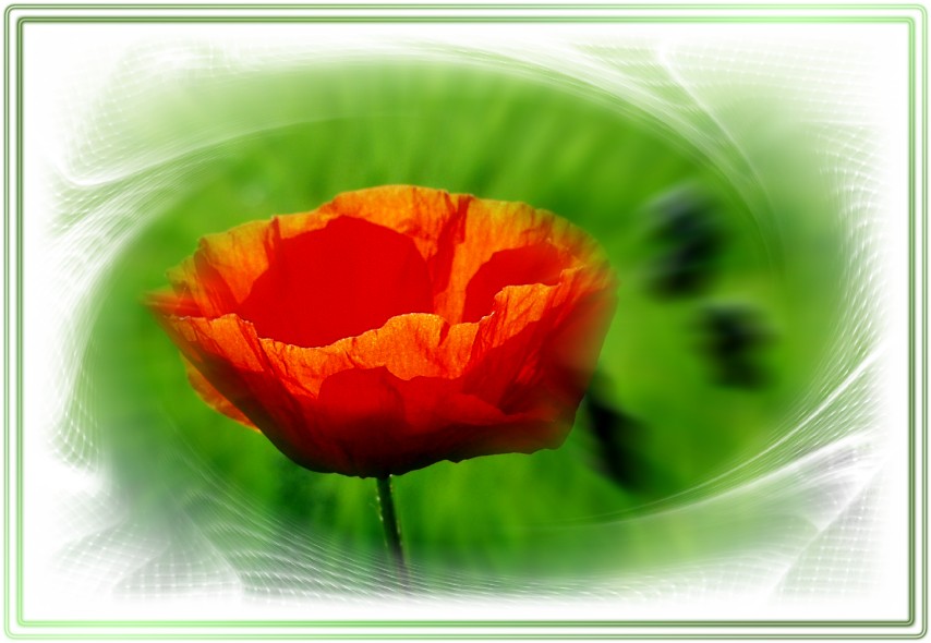 Roter Mohn