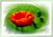 Roter Mohn